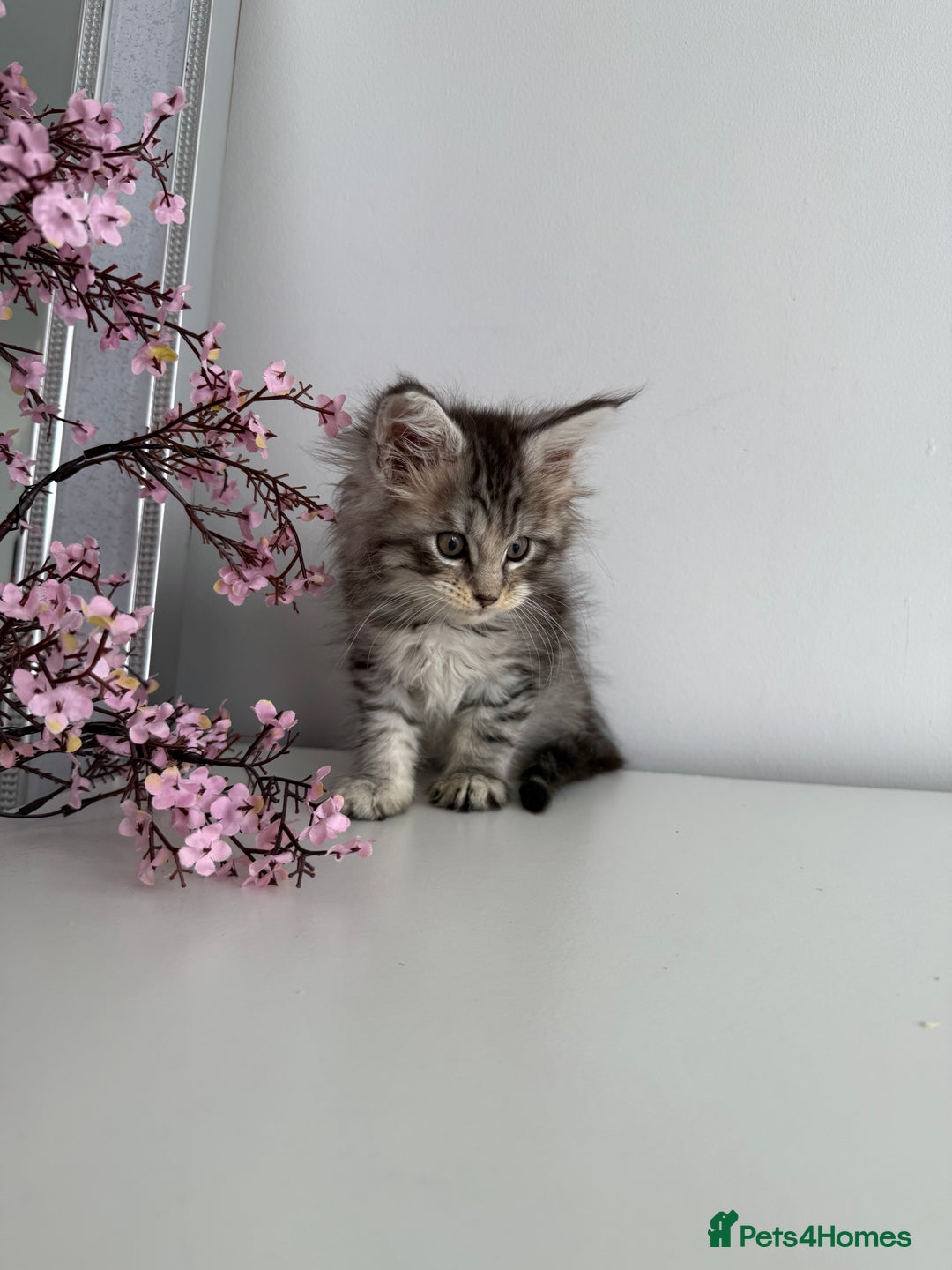 Maine Coon cats for sale: Stunning TICA Maine Coon girls - Image 13