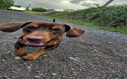 Miniature Dachshund dogs for stud: STUD available  - Image 2