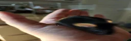 Mouse rodents for sale: Male mouse very friendly - Advert 3