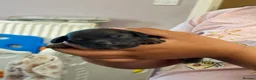 Mixed Breed dogs for sale: Cocker x puppies  - Advert 20