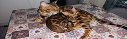 Bengal cats for stud: Impressive Stud Bengal TICA WCF reg in Harlow - Advert 25