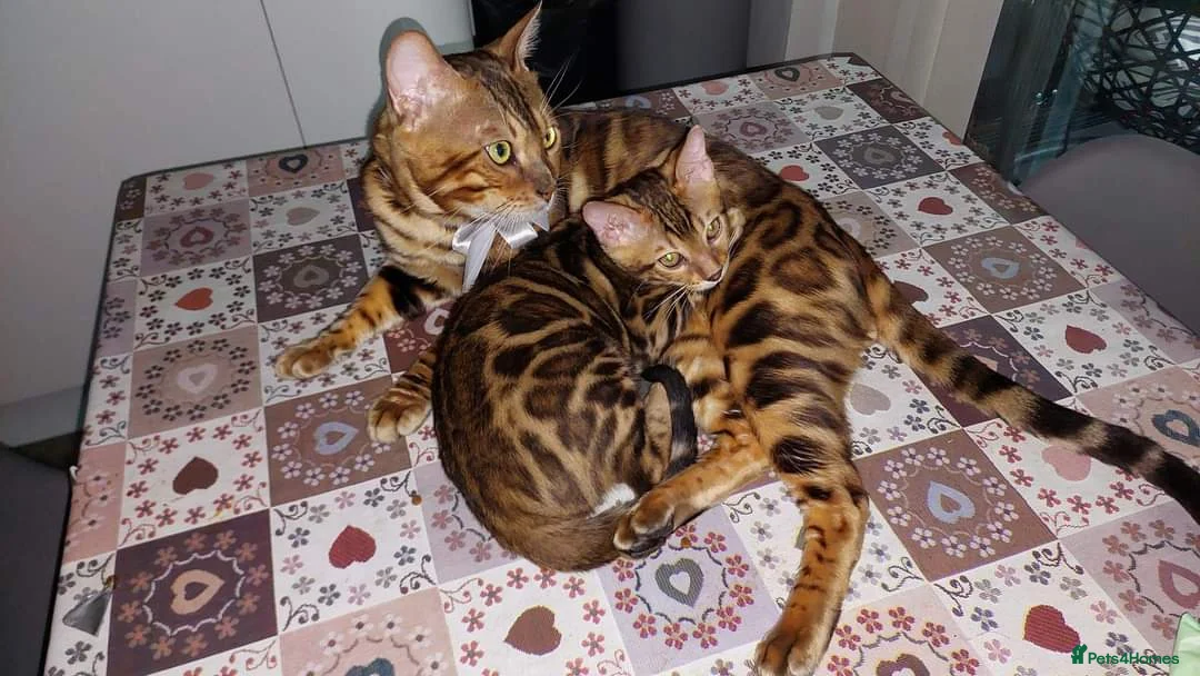 Bengal cats for stud: Impressive Stud Bengal TICA WCF reg in Harlow - Advert 25