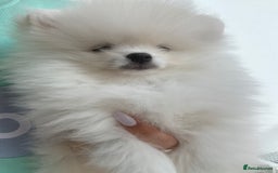Pomeranian dogs for sale: Russian-Korean puppies looking for home💕 - Image 5