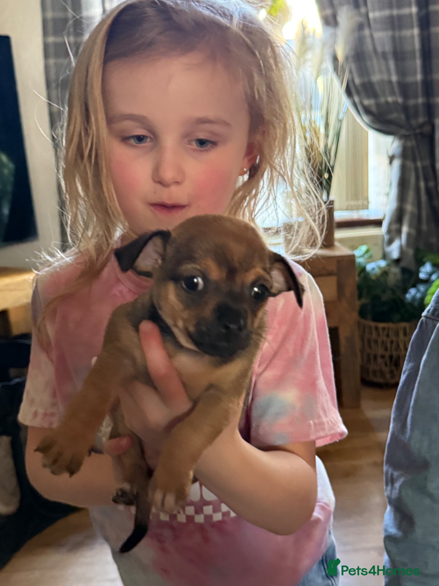 Chihuahua dogs 2 adorable little chihuahuas  - Advert 6