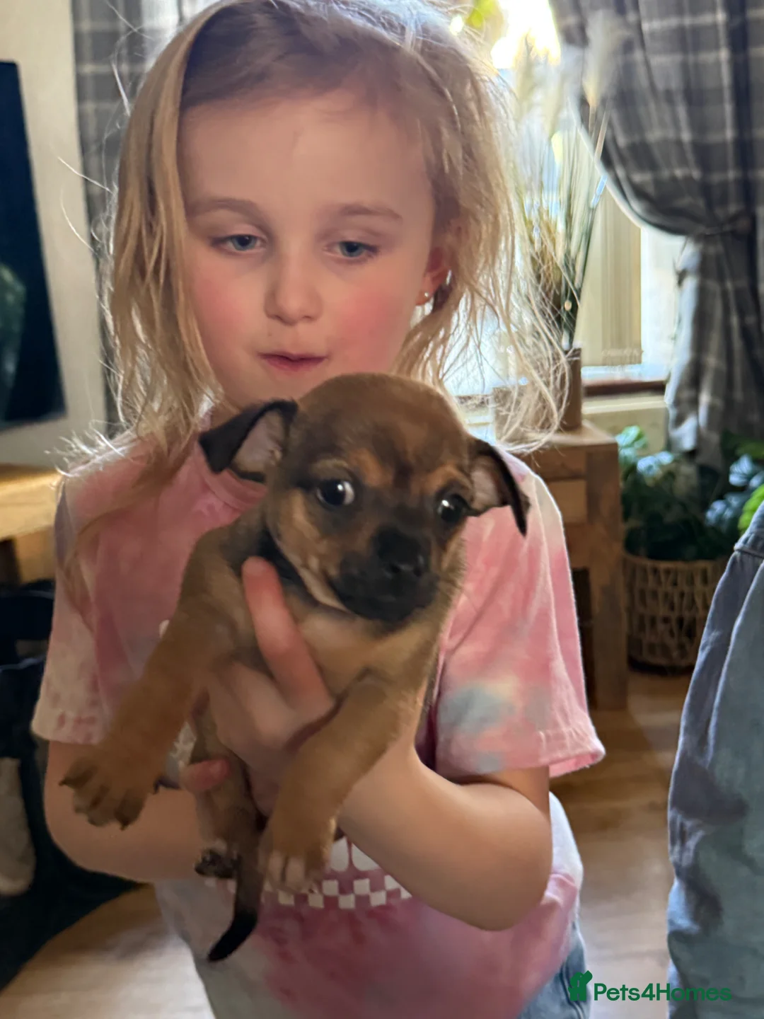 Chihuahua dogs for sale: 2 adorable little chihuahuas  - Advert 1