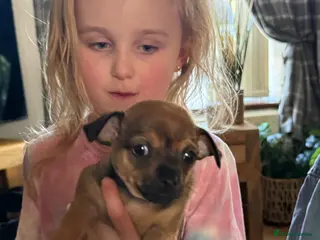 Chihuahua dogs 2 adorable little chihuahuas - Advert 2