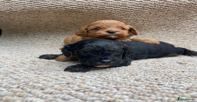 Cavapoo dogs - Advert 2