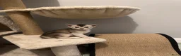 Abyssinian cats for sale: Silver Abyssinian kittens  - Advert 34