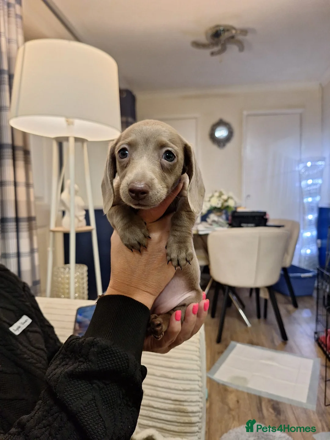 Miniature Dachshund dogs for sale: 9 week old Miniature Dachshund (isabella) - Advert 5
