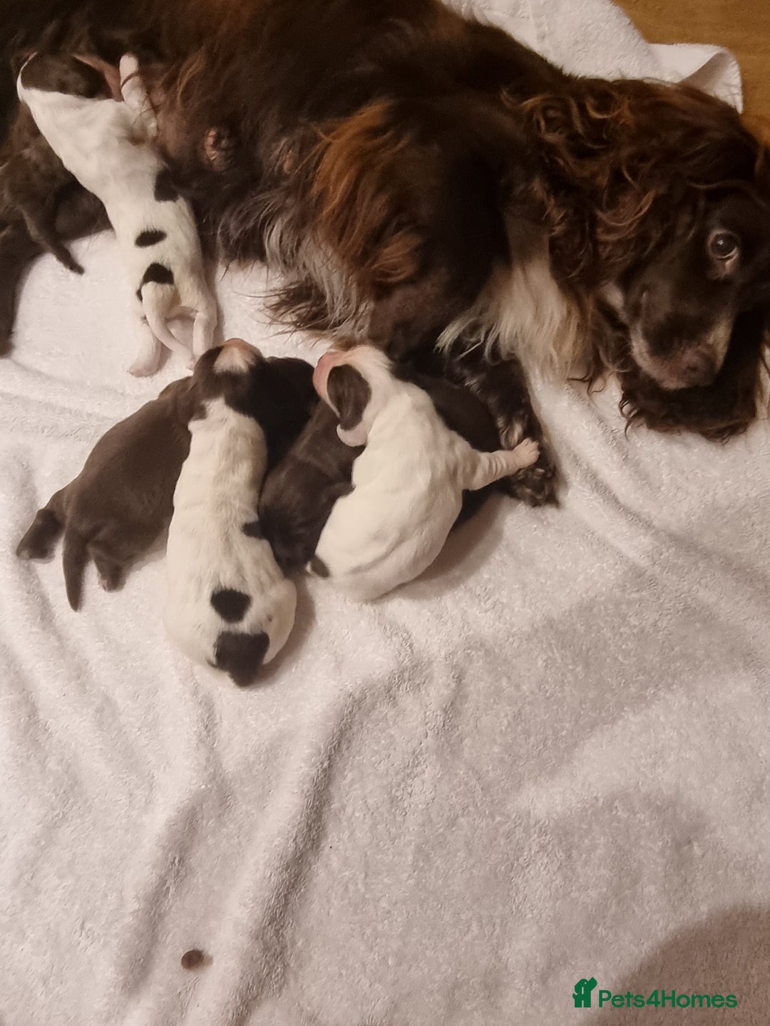 Sprocker dogs for sale: 6 gorgeous sprocket puppies  - Advert 13