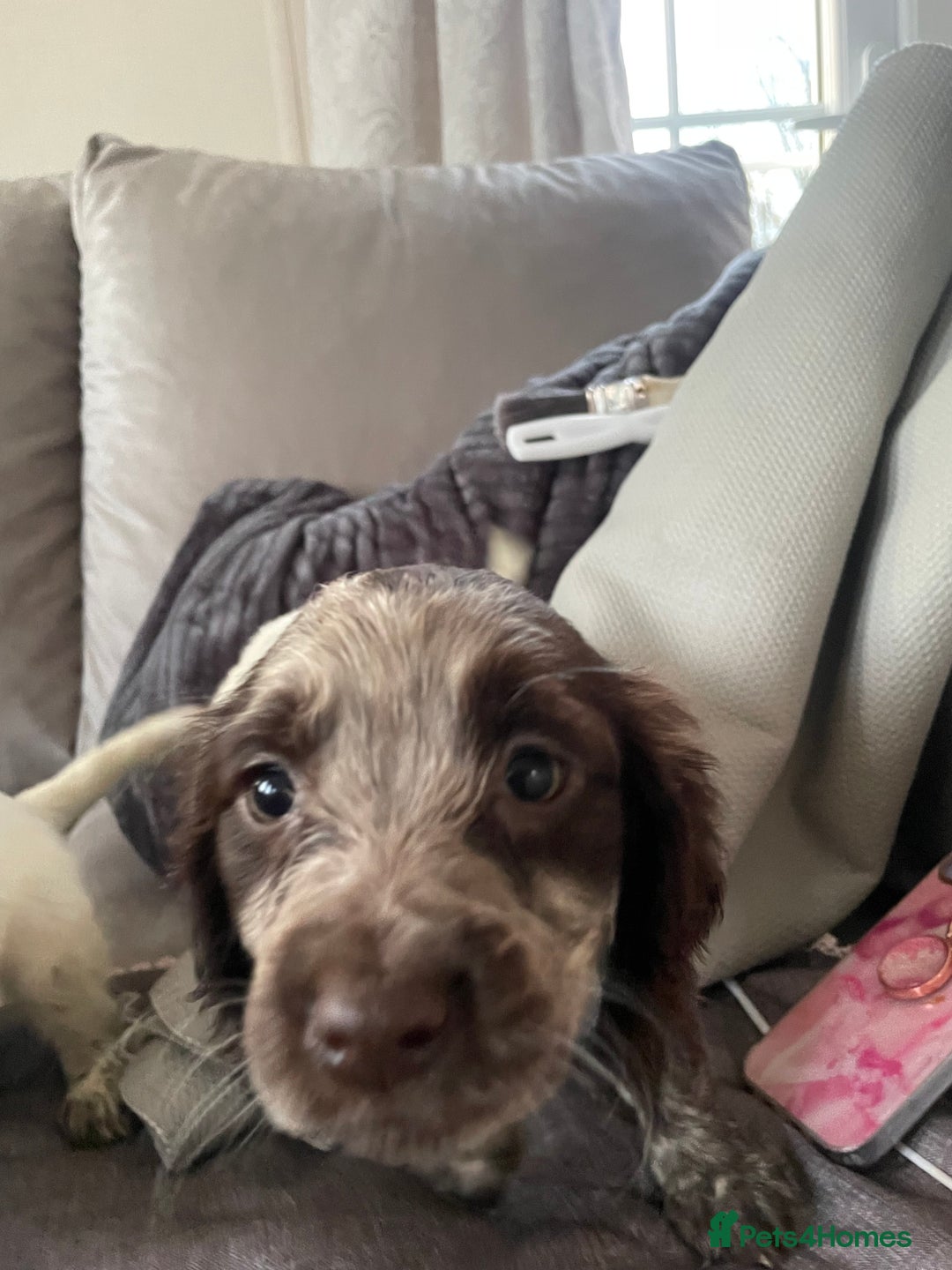 Cocker Spaniel dogs for sale: Healthy puppies - Image 9