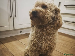 Miniature Poodle dogs in Pershore - Advert 17