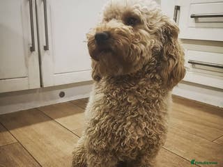 Miniature Poodle dogs Miniature Poodle DNA tested Stud. Apricot in Pershore - Advert 10