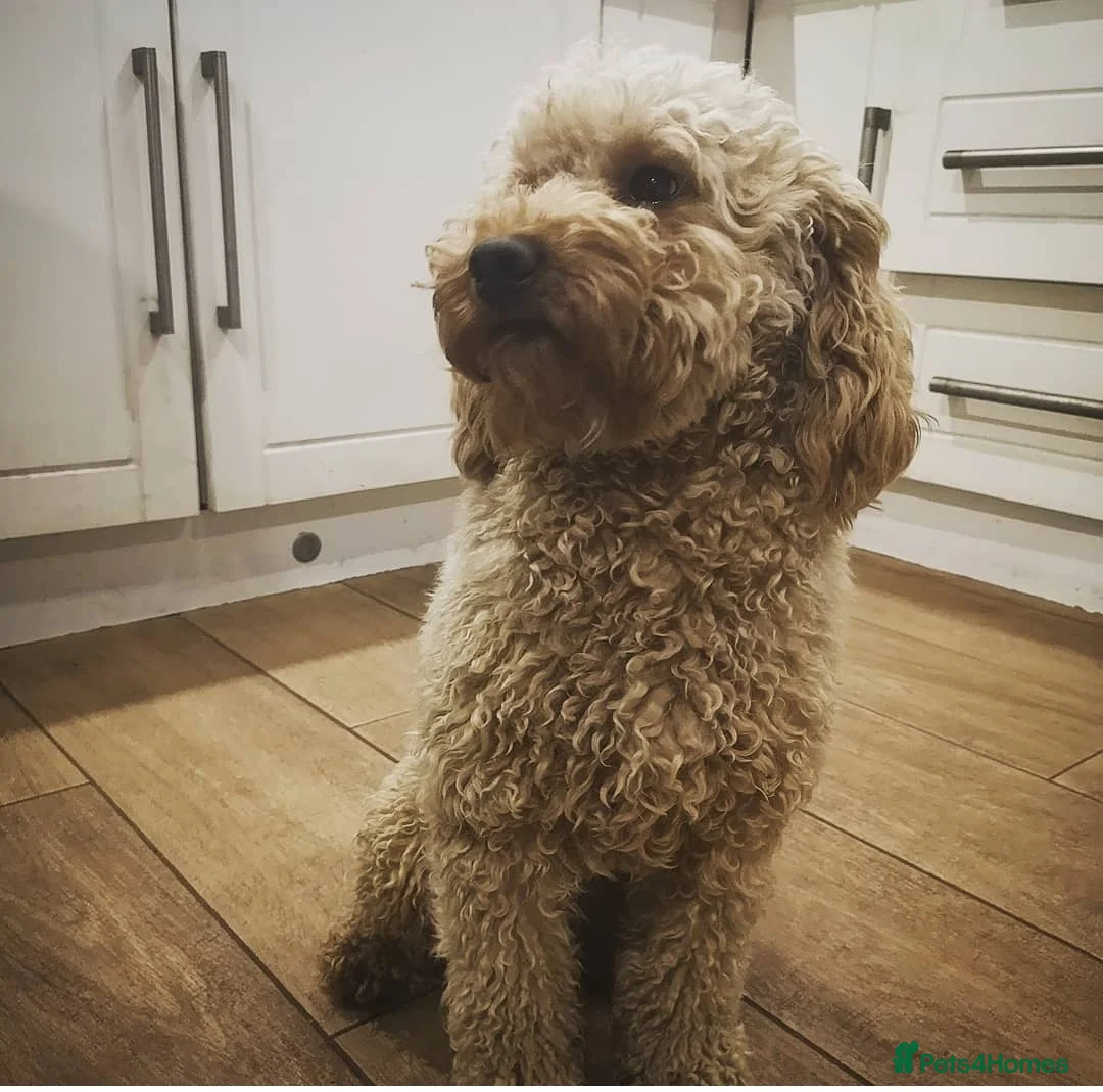 Miniature Poodle dogs for stud: Miniature Poodle DNA tested Stud. Apricot in Pershore - Advert 1