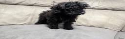 Cockapoo dogs for sale: 🐶 Black Girl (Tiny) 🐶 - Advert 6