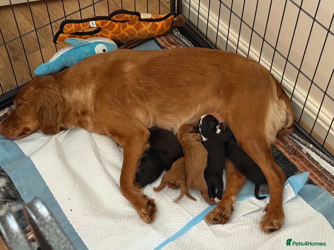 Cocker Spaniel dogs for sale: Cocker spaniel  - Advert 11