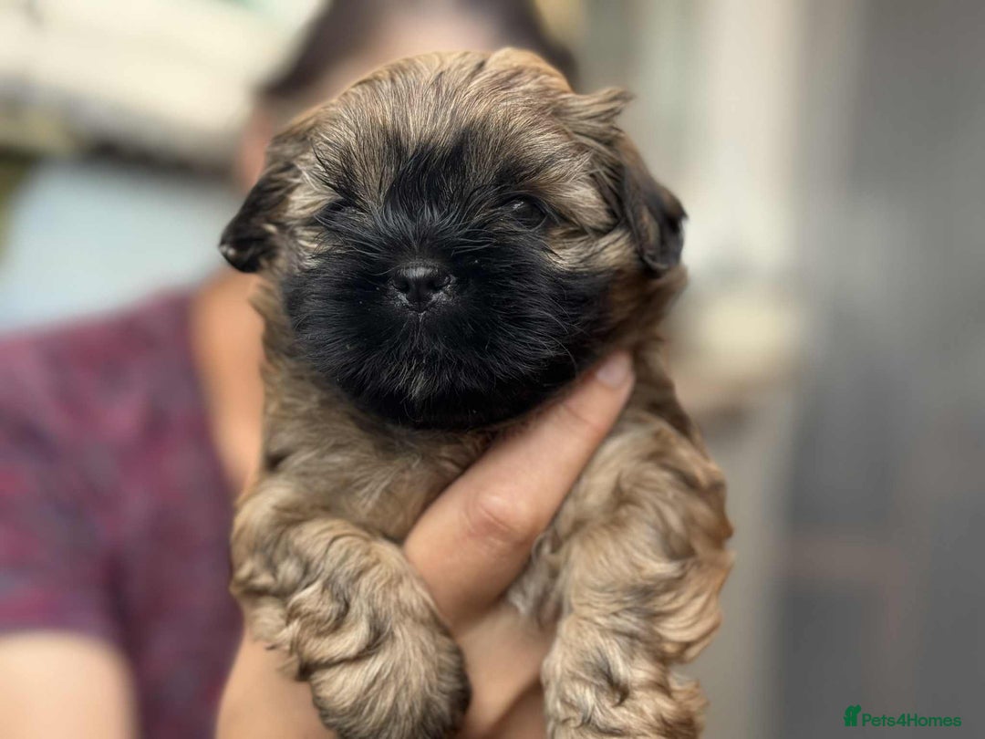 Shih Tzu dogs for sale: Shih Tzu puppies - Image 10