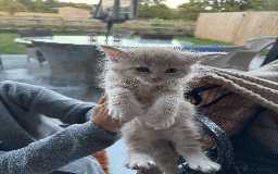 Maine Coon cats for sale: Maine coon kittens -2 boys and 1 girls left - Image 17