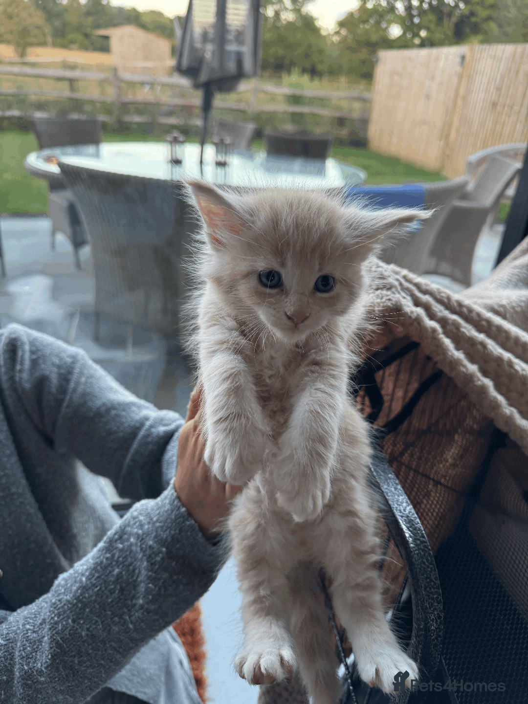 Maine Coon cats for sale: Maine coon kittens -2 boys and 1 girls left - Image 17