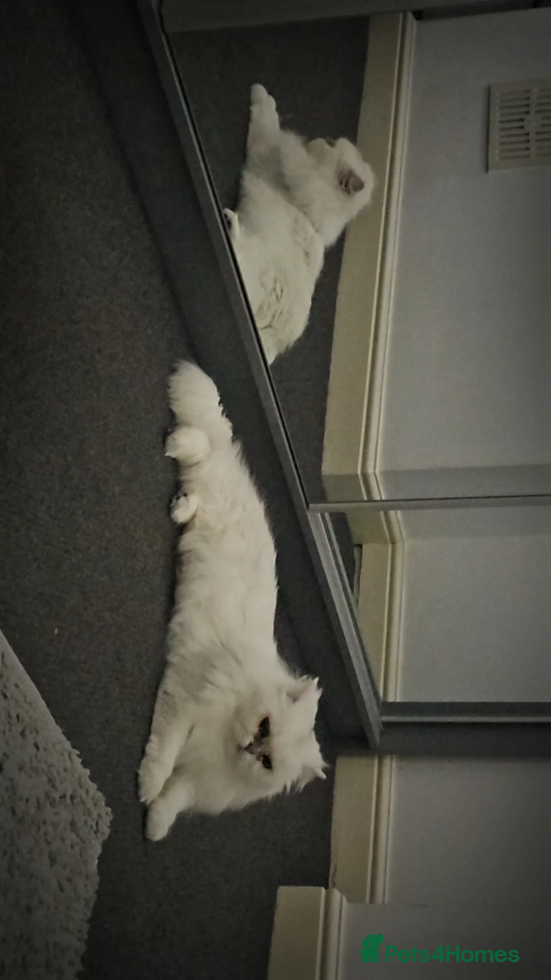 British Longhair cats for sale: British longhair mixed breed in Stoke-on-Trent - Advert 2