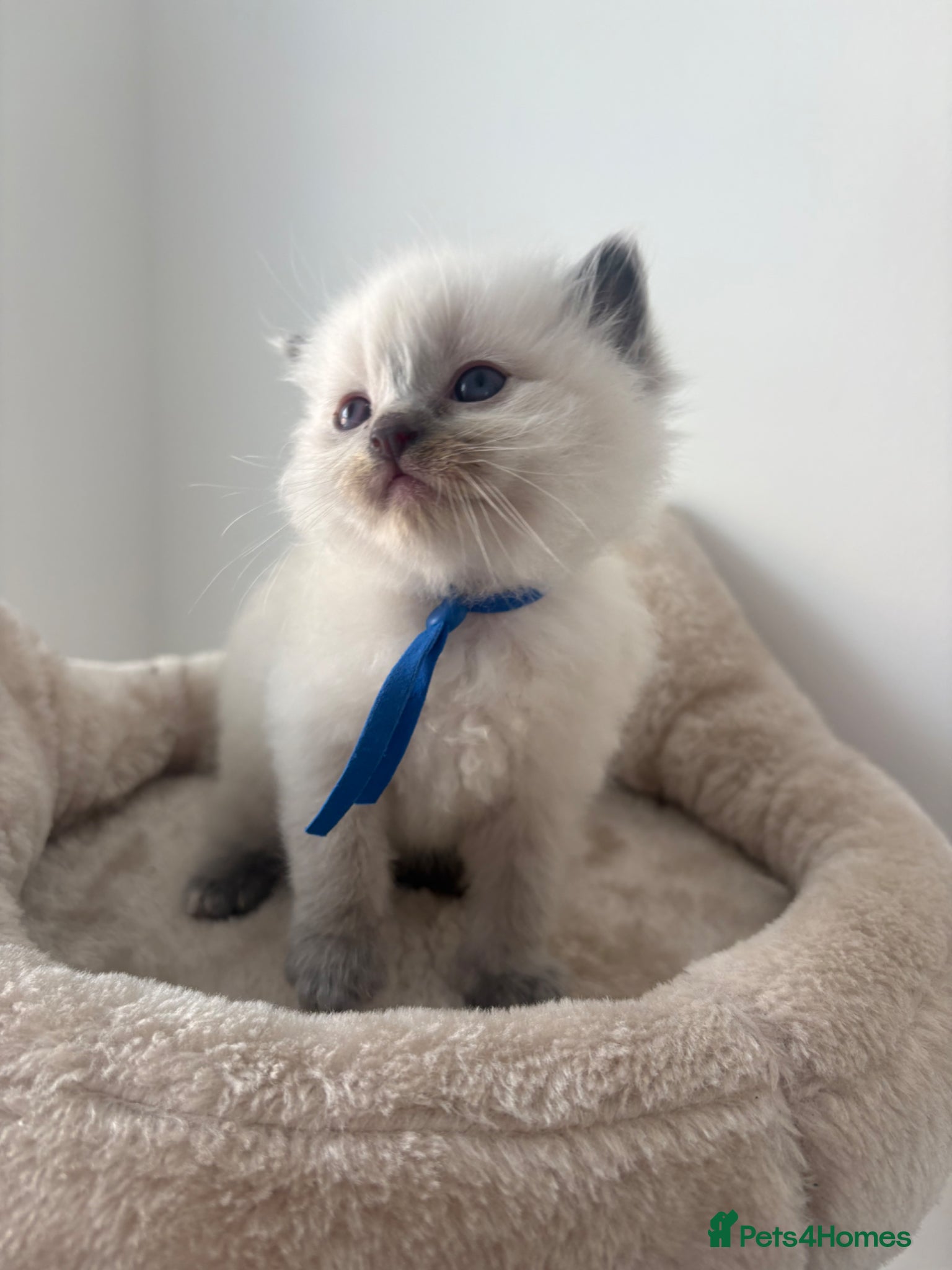 Ragdoll cats 6 ragdoll kittens  - Advert 8