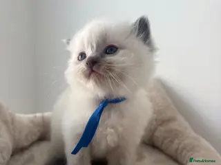 Ragdoll cats 6 ragdoll kittens - Advert 8