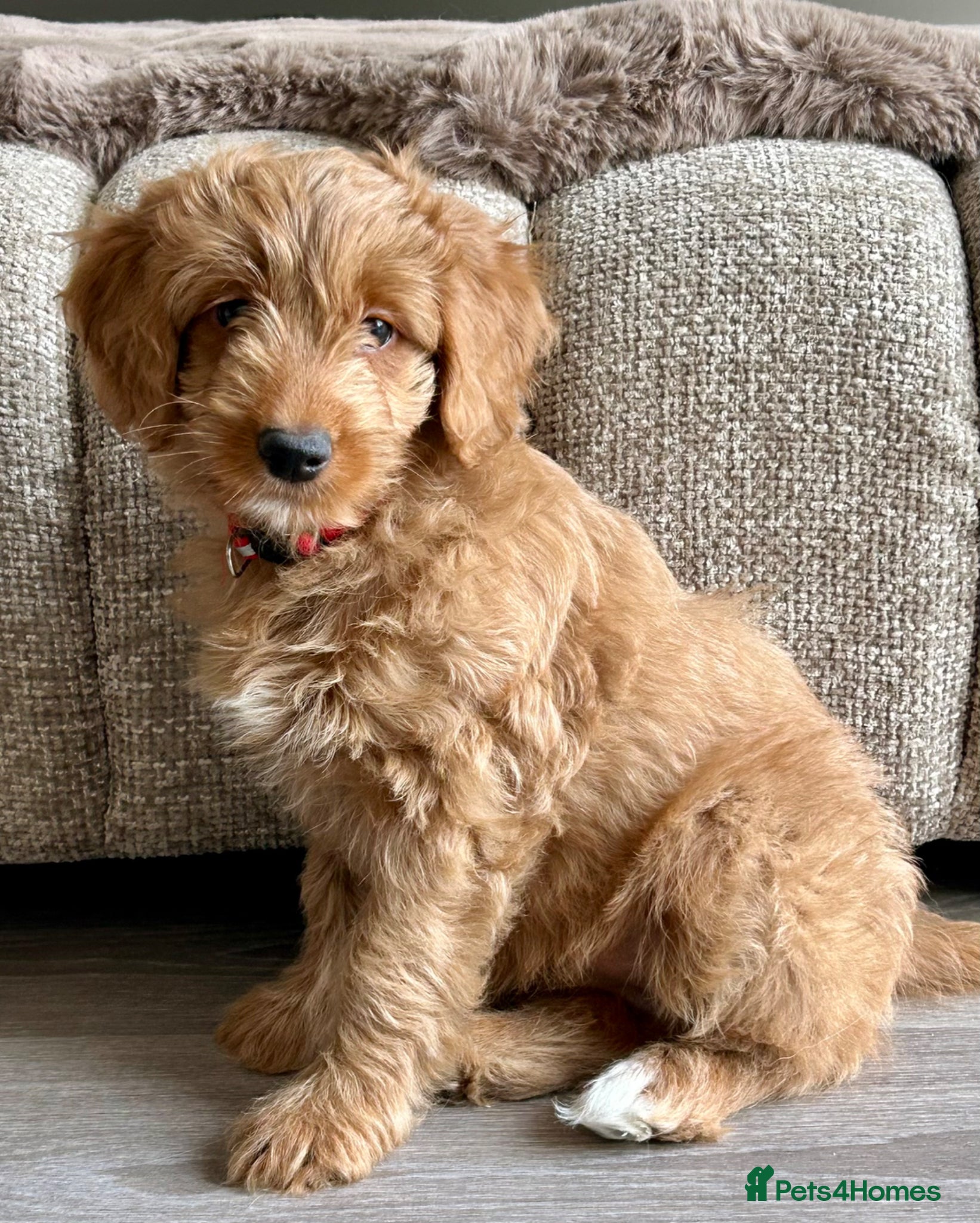 Mixed Breed dogs Tollerdoodle 2x Girls Available Now - Advert 15