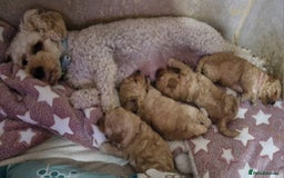 Poochon dogs for sale: Beautiful Poochon Puppies - Image 9