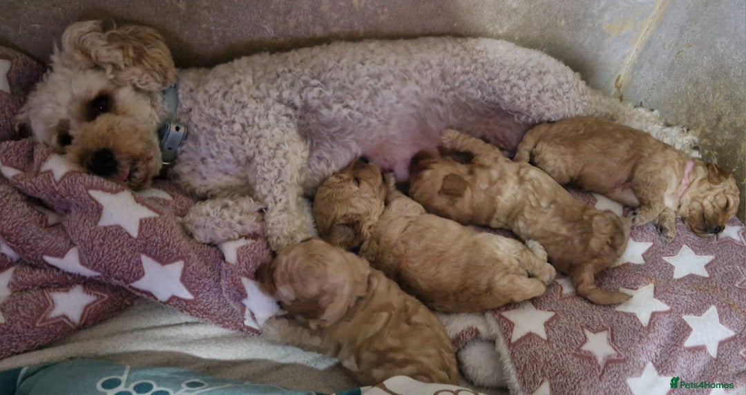 Poochon dogs for sale: Beautiful Poochon Puppies - Image 9