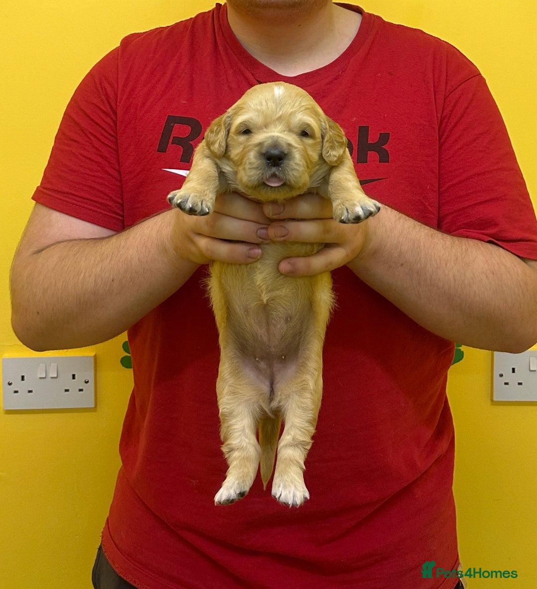 Golden Retriever dogs for sale: Stunning golden retriever puppies for sale  - Advert 3