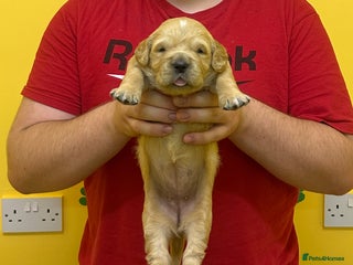 Golden Retriever dogs Stunning golden retriever puppies for sale - Advert 1