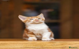 Maine Coon cats for sale: Beautiful Maine Coon X Kittens - Image 6