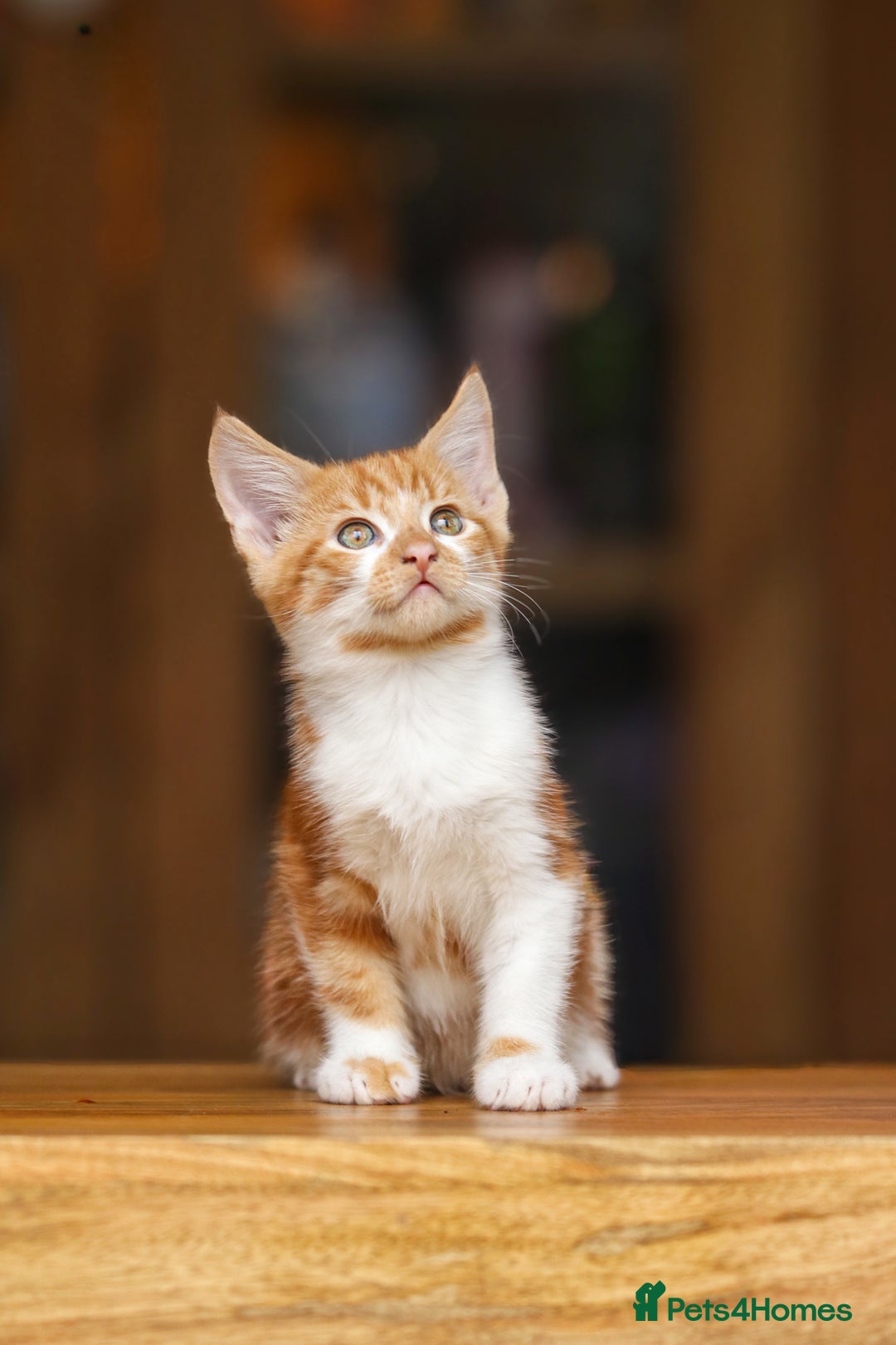 Maine Coon cats for sale: Beautiful Maine Coon X Kittens - Image 6