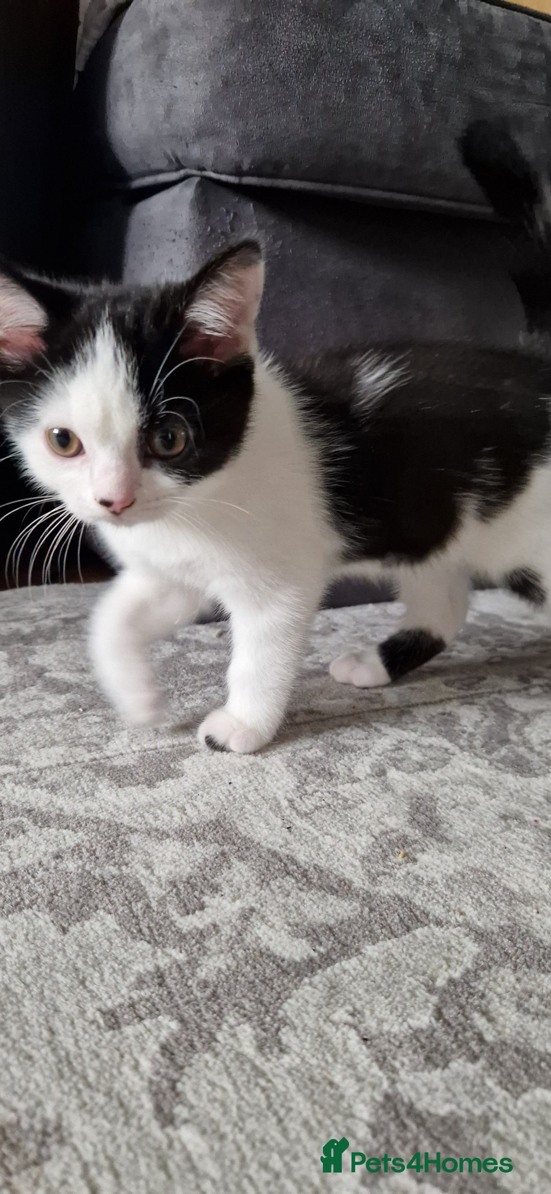 British Shorthair cats for sale: British shorthair mix looking for new home - Advert 5