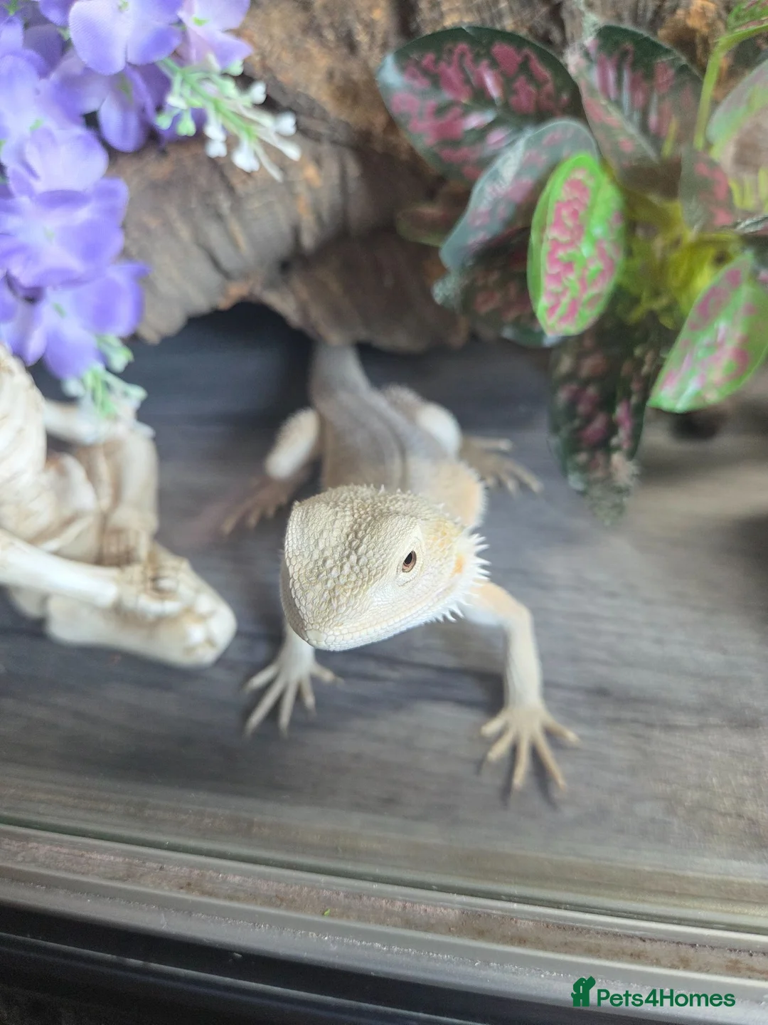 Bearded Dragon reptiles for sale: Whitblit for sale  - Advert 6
