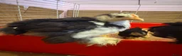 Chickens poultry for sale: Pekin bantam chicks  in Cardiff - Advert 14
