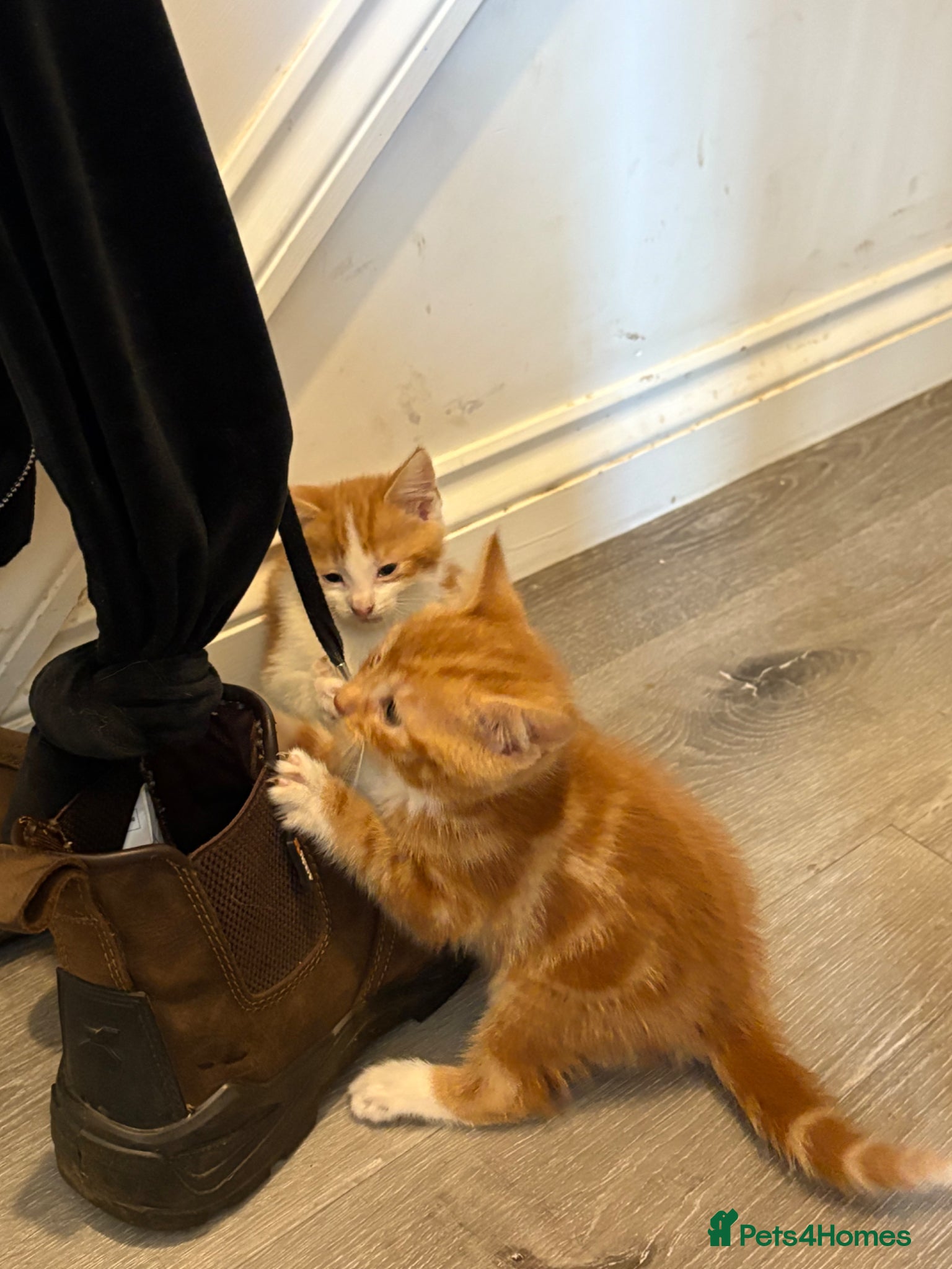 British Shorthair cats Last little boy to find his home - Advert 1