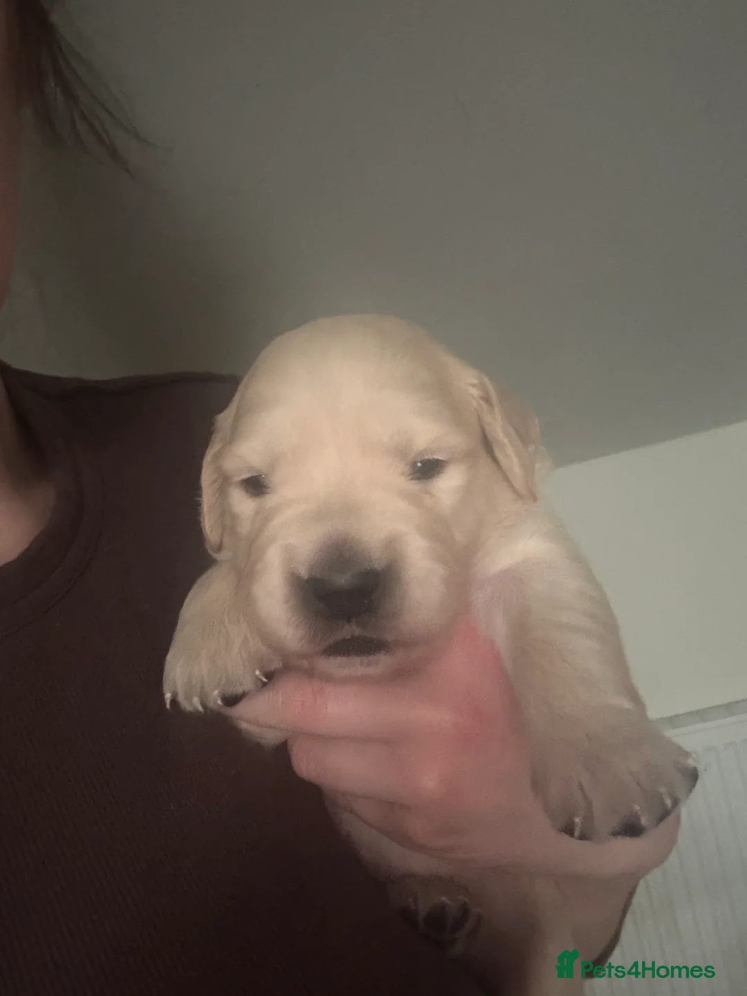 Golden Retriever dogs for sale: *2 left* gorgeous golden retrievers  - Advert 2