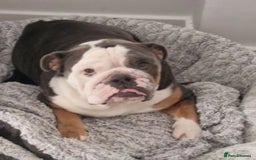 English Bulldog dogs for sale: Buddy is searching for his forever home - Image 2