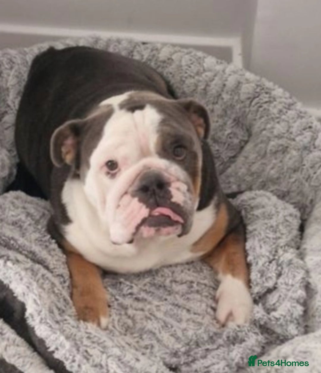 English Bulldog dogs for sale: Buddy is searching for his forever home - Image 2