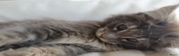 Maine Coon cats for sale: TICA Reg 2 Pure Bread Maine coon kittens - Advert 4