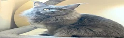 Maine Coon cats for stud: Proven Stud - Champion Lines - Blue Smoke - Advert 4