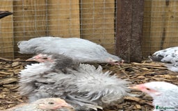 Chickens poultry for sale: Pekin Bantam pullet growers - Image 5