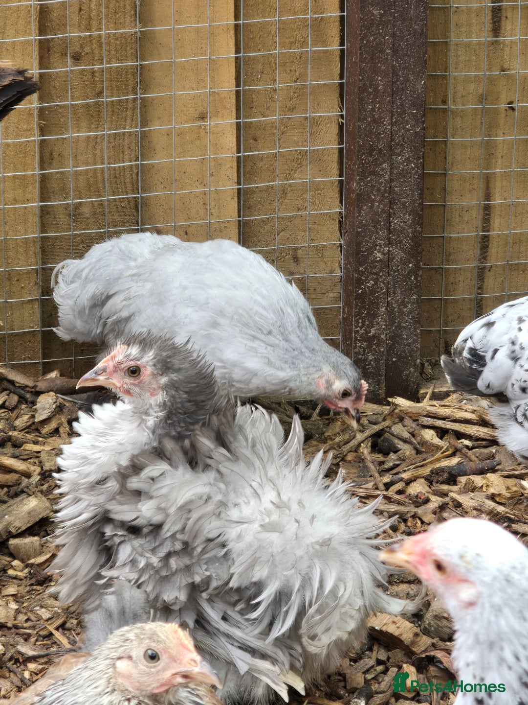 Chickens poultry for sale: Pekin Bantam pullet growers - Image 5