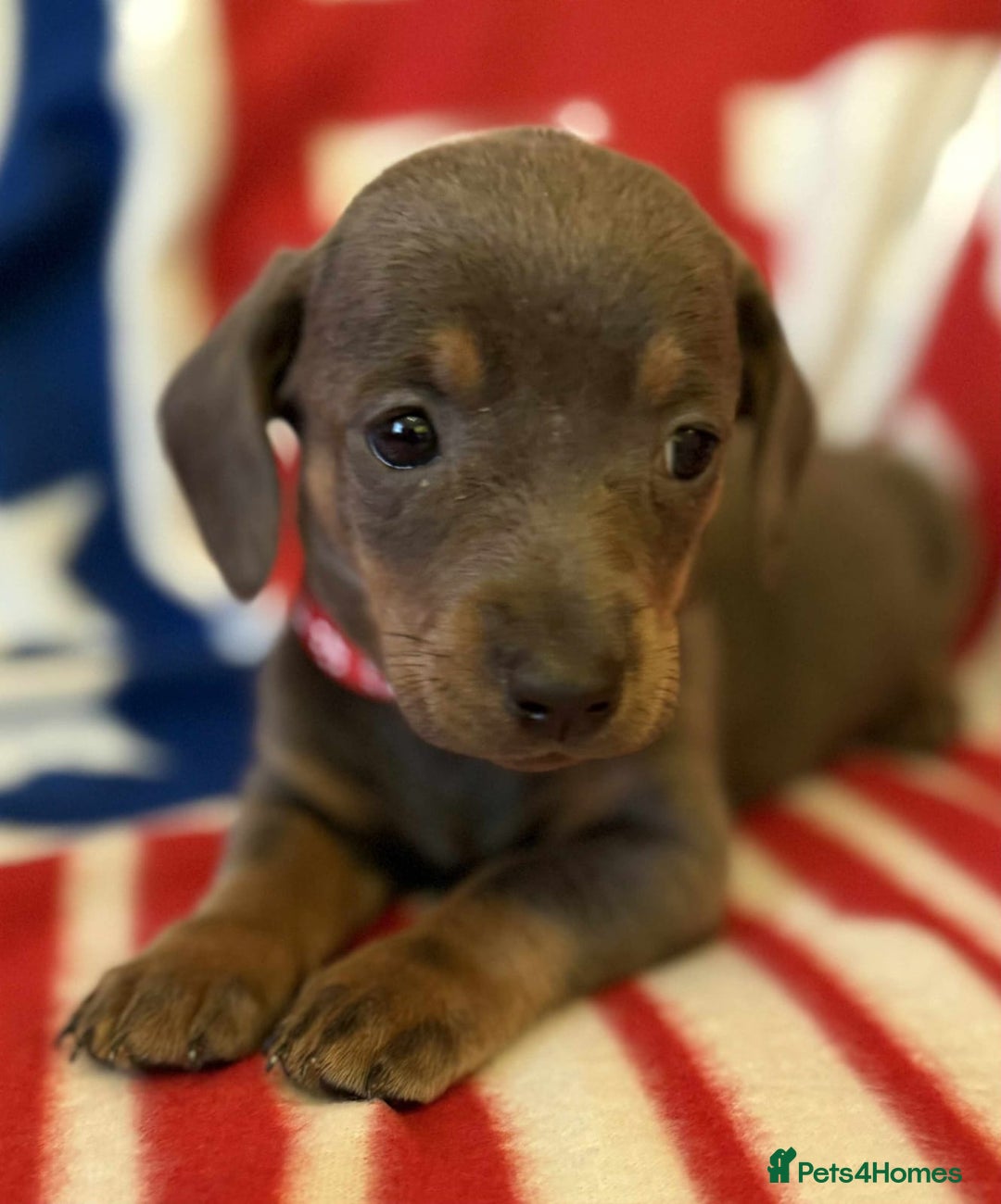Dachshund dogs for sale: Beautiful Dachshund puppies - Advert 13