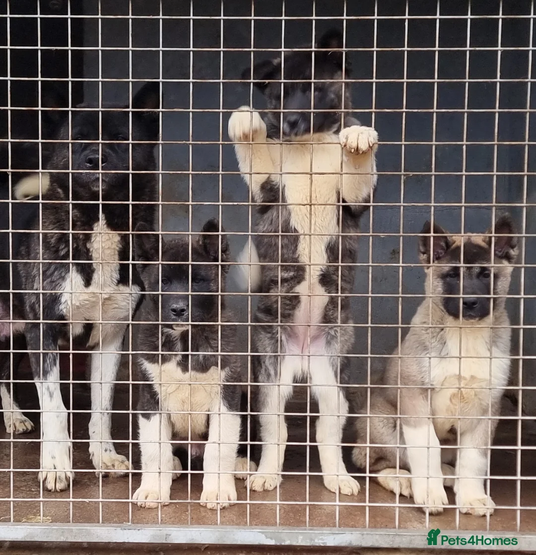 Akita dogs for sale: Kc Registered American Akita Puppies Ready - Advert 6