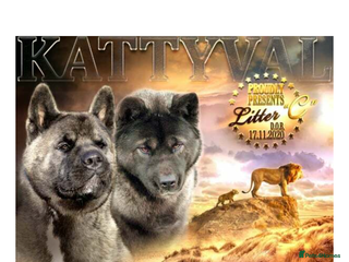 Akita dogs European Champions Bloodline American Akita's - Advert 5