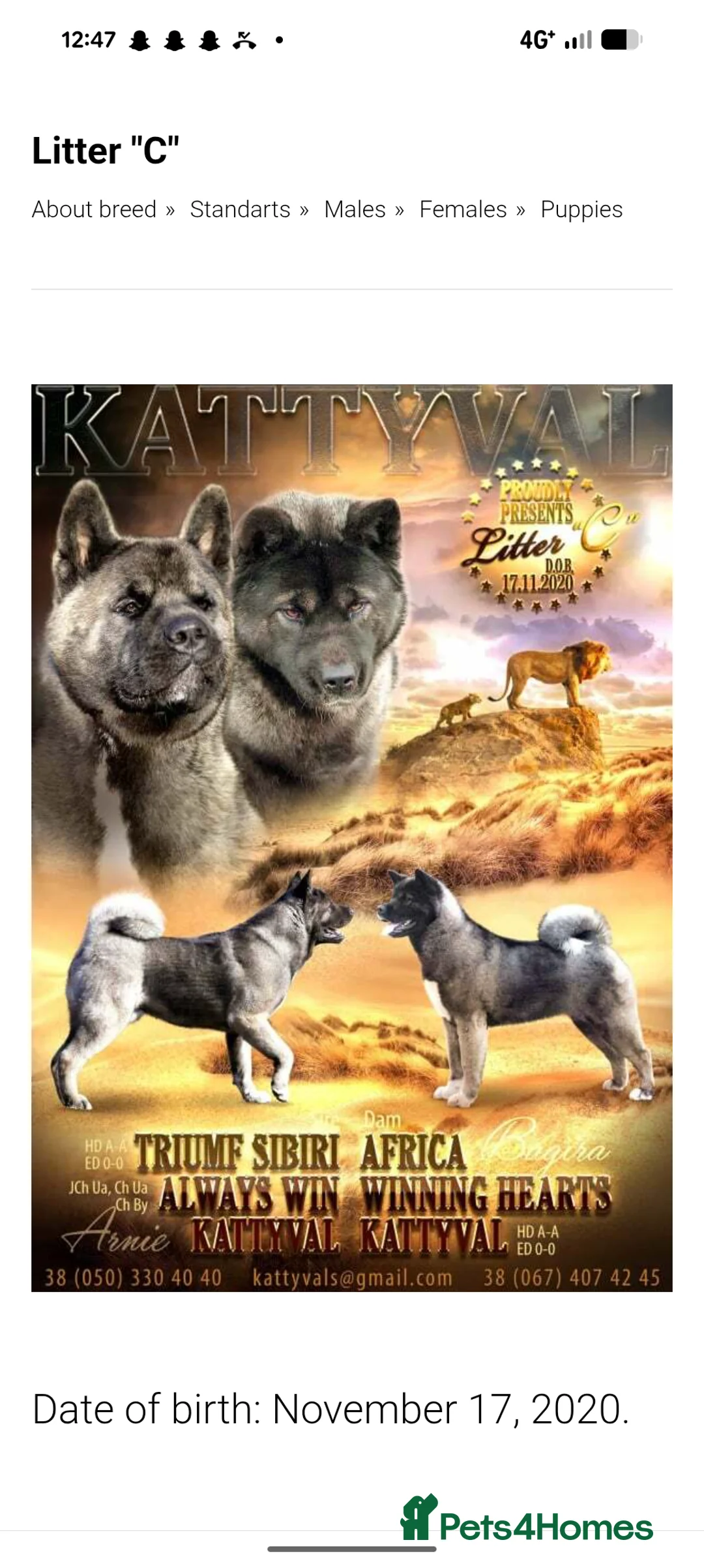 Akita dogs for sale: European Champions Bloodline American Akita's  - Advert 8