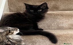Maine Coon cats for sale: X Maine coon kits - Image 6