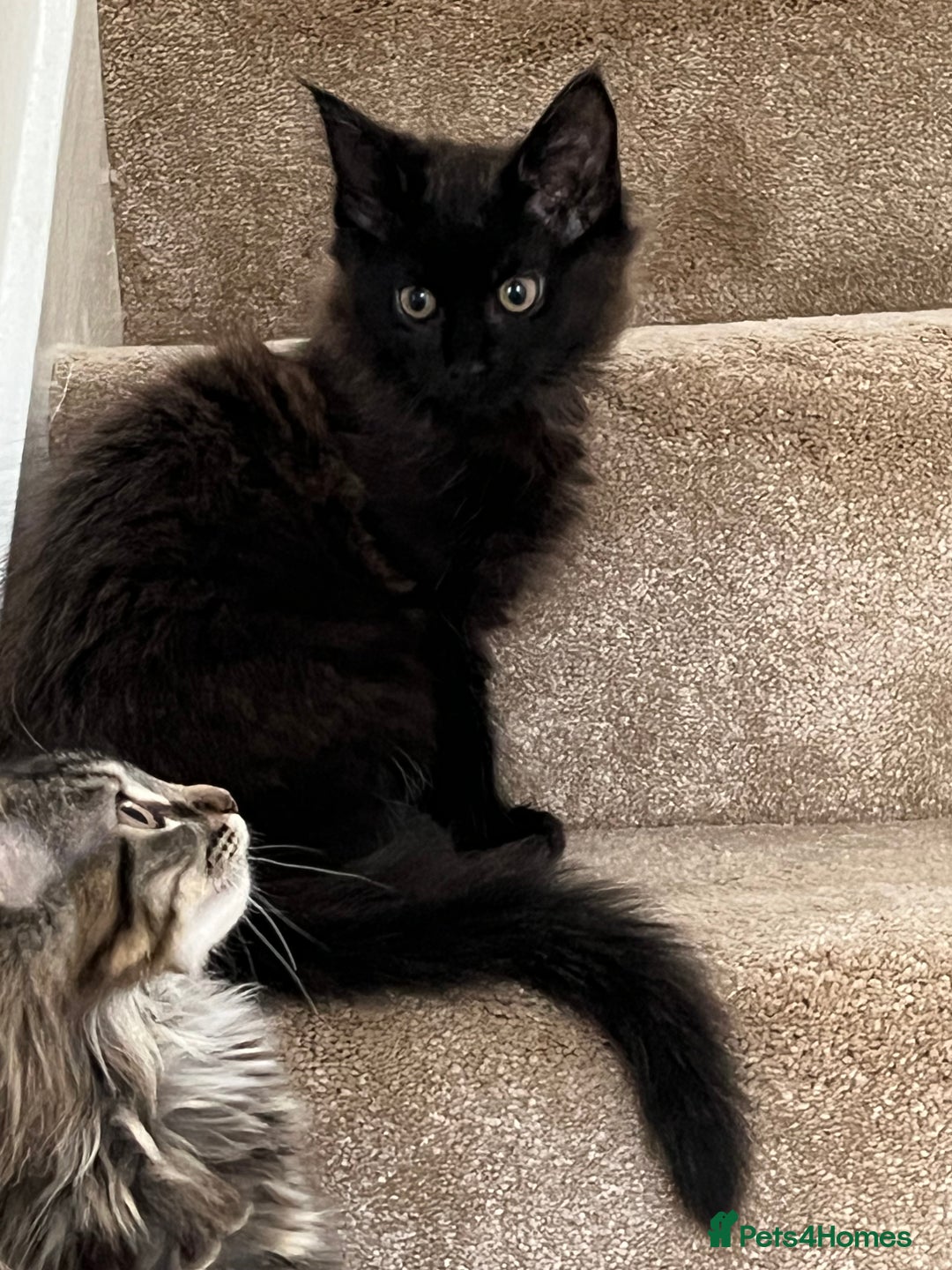 Maine Coon cats for sale: X Maine coon kits - Image 6
